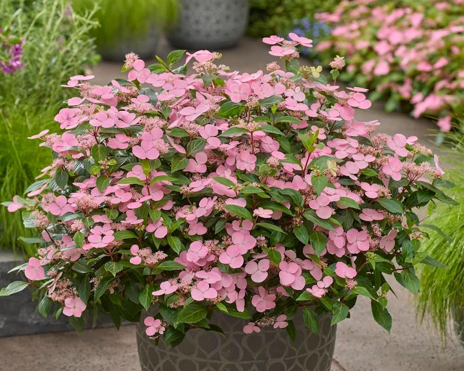 Hydrangea 'First Love'